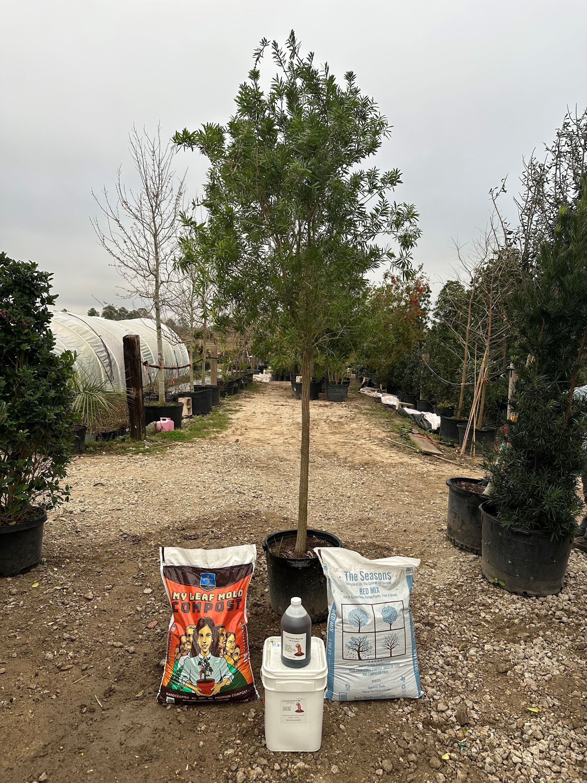 A tree in a pot is surrounded by bags of soil and a bucket.