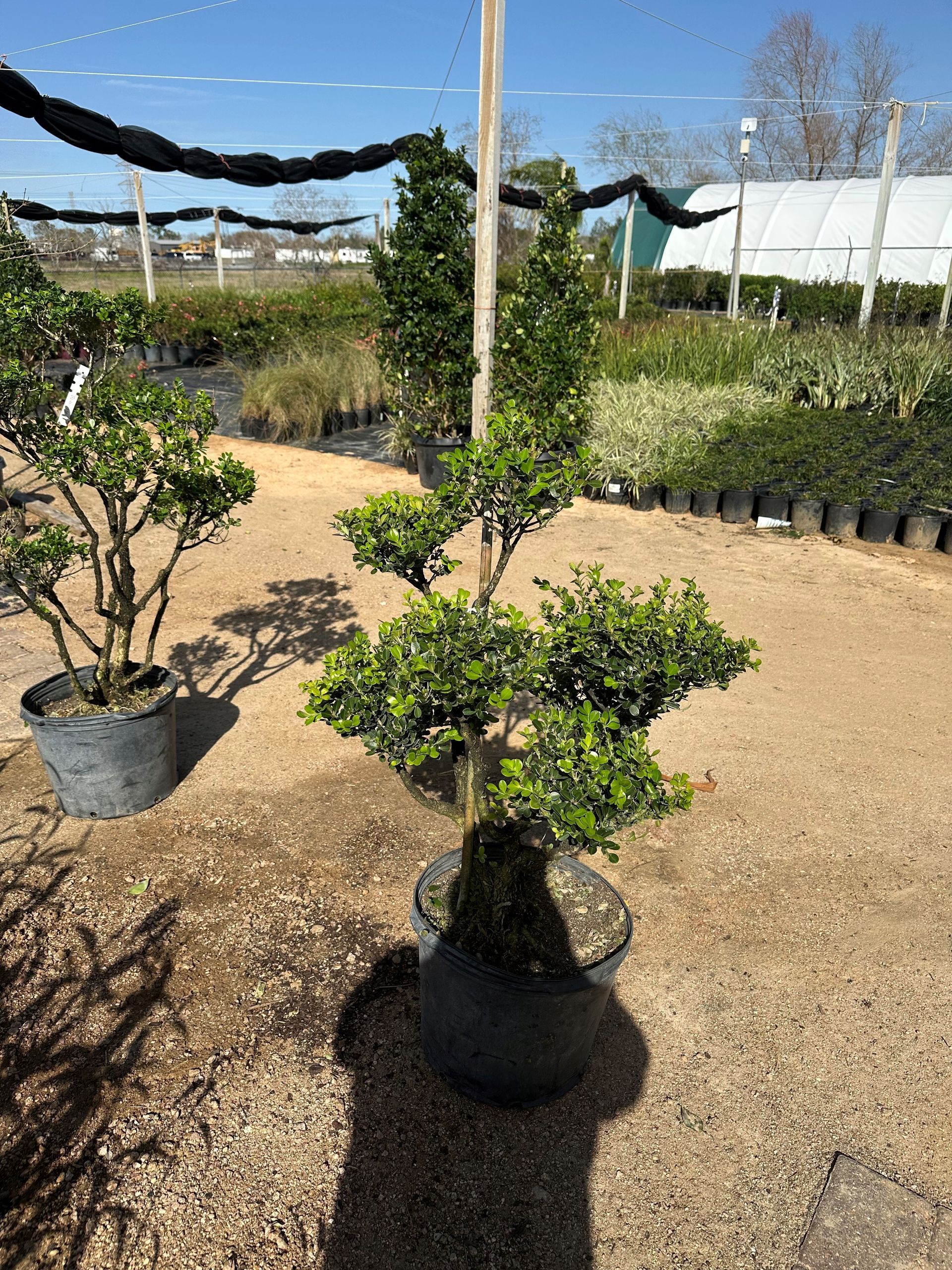 A bonsai tree is sitting in a pot in a garden.