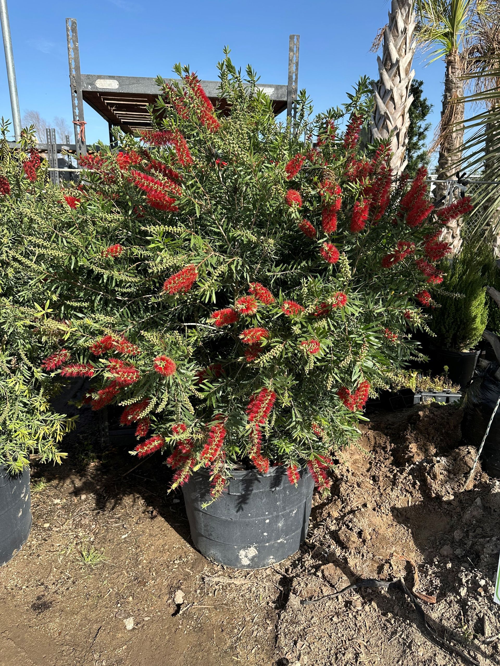 A large potted plant with red flowers is sitting in the dirt.
