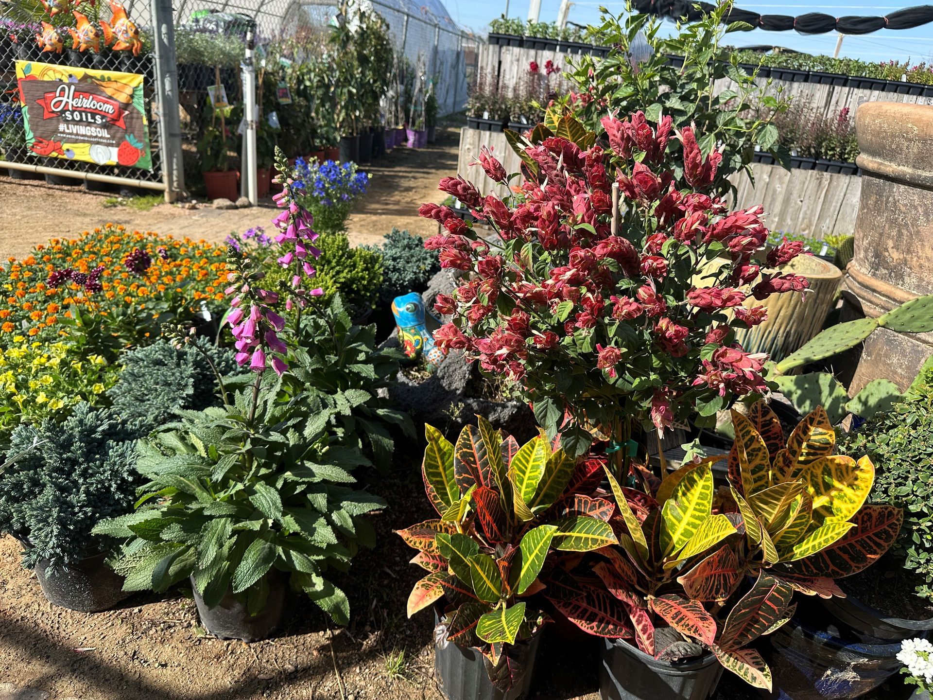 A bunch of potted plants are sitting on the ground in a garden.