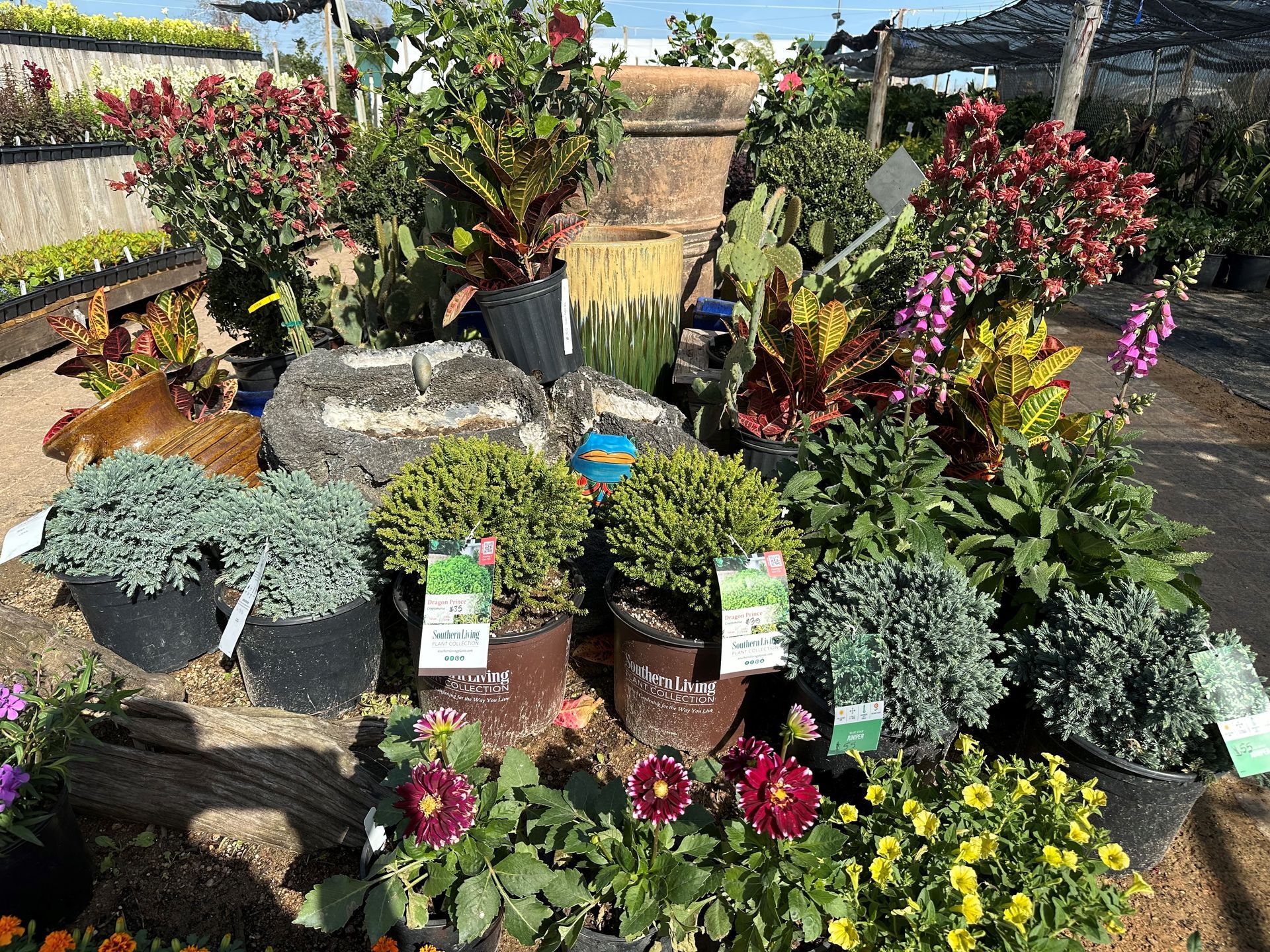 A bunch of potted plants are sitting on a table.