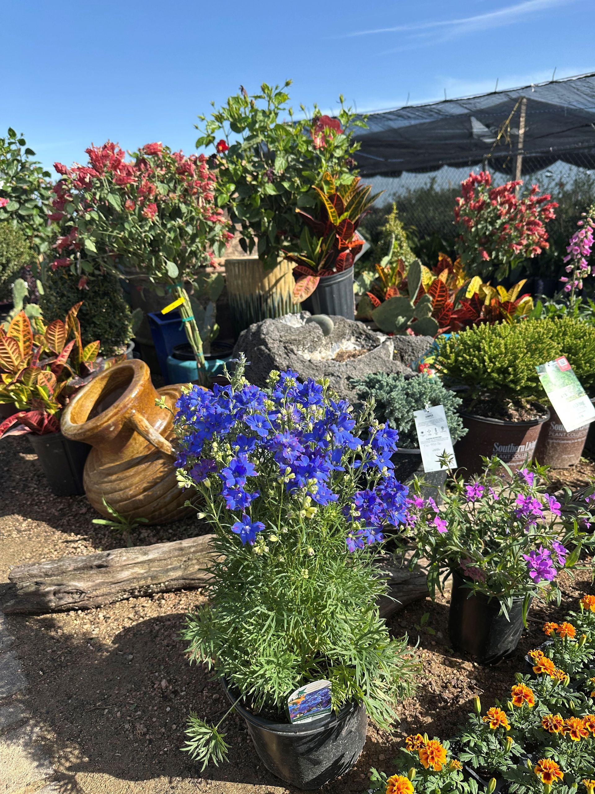 A bunch of potted plants are sitting on the ground in a garden.