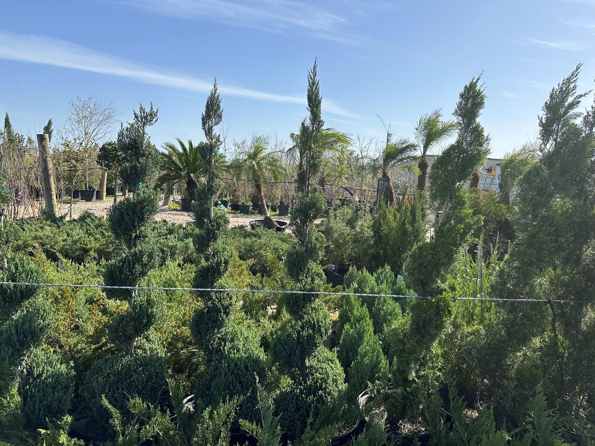 A row of trees in a garden with a blue sky in the background.