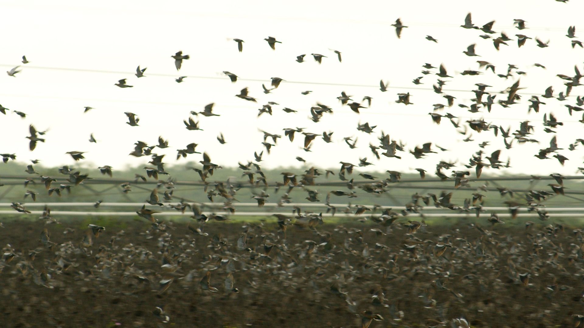 Dove Hunting Excursions Pearsall, TX
