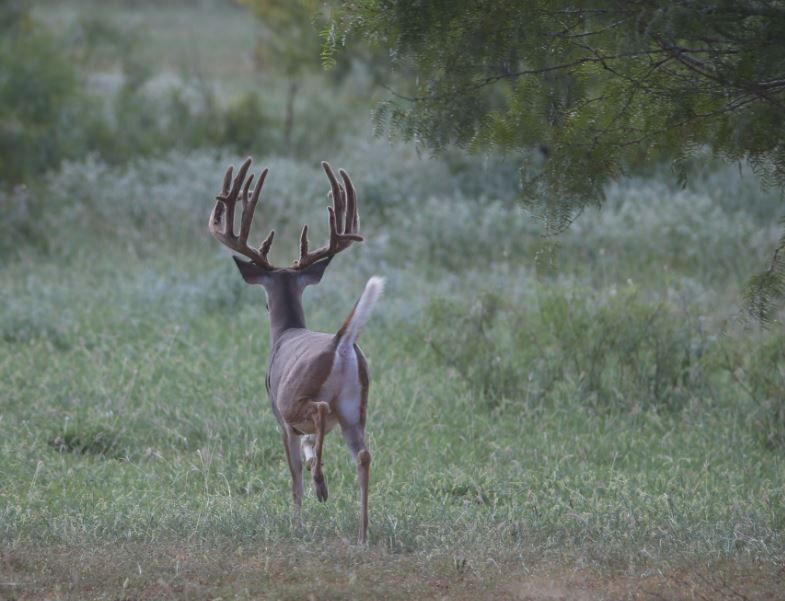 Whitetail Deer Hunting Excursions Pearsall, TX