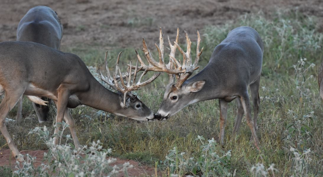 Deer hunts