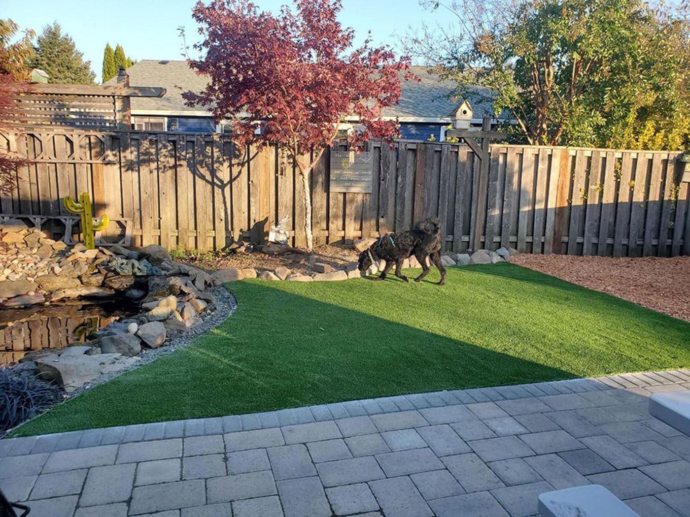 A dog is walking on a lush green lawn in a backyard