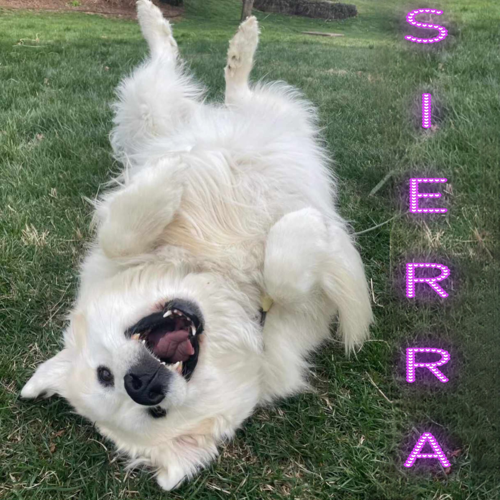 White dog Sierra is laying on its back in the grass.