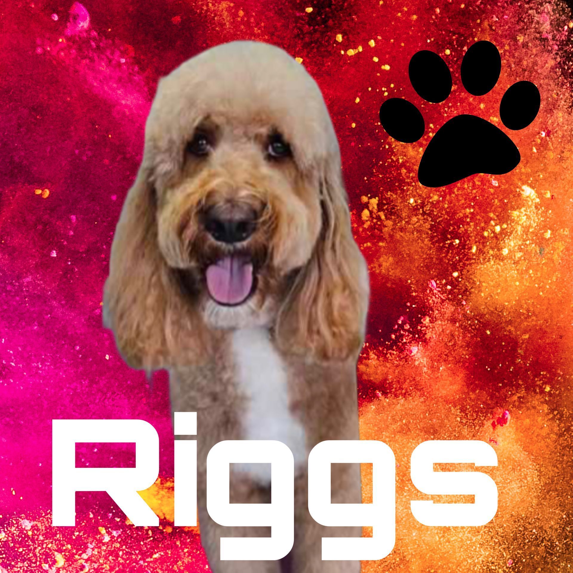A dog named riggs with a paw print in the background