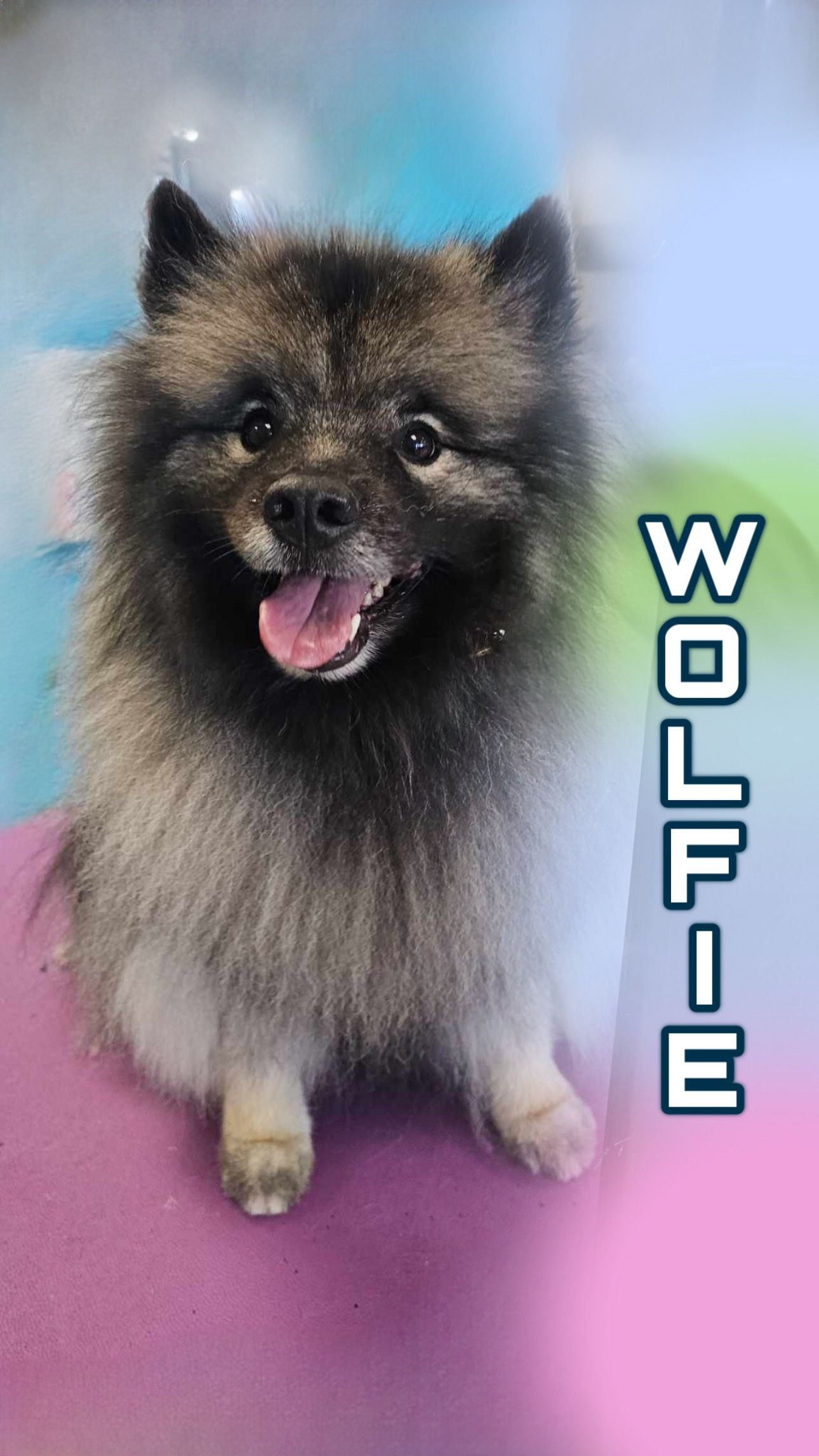 Pomeranian dog Wolfie is sitting on a pink blanket with its tongue out.