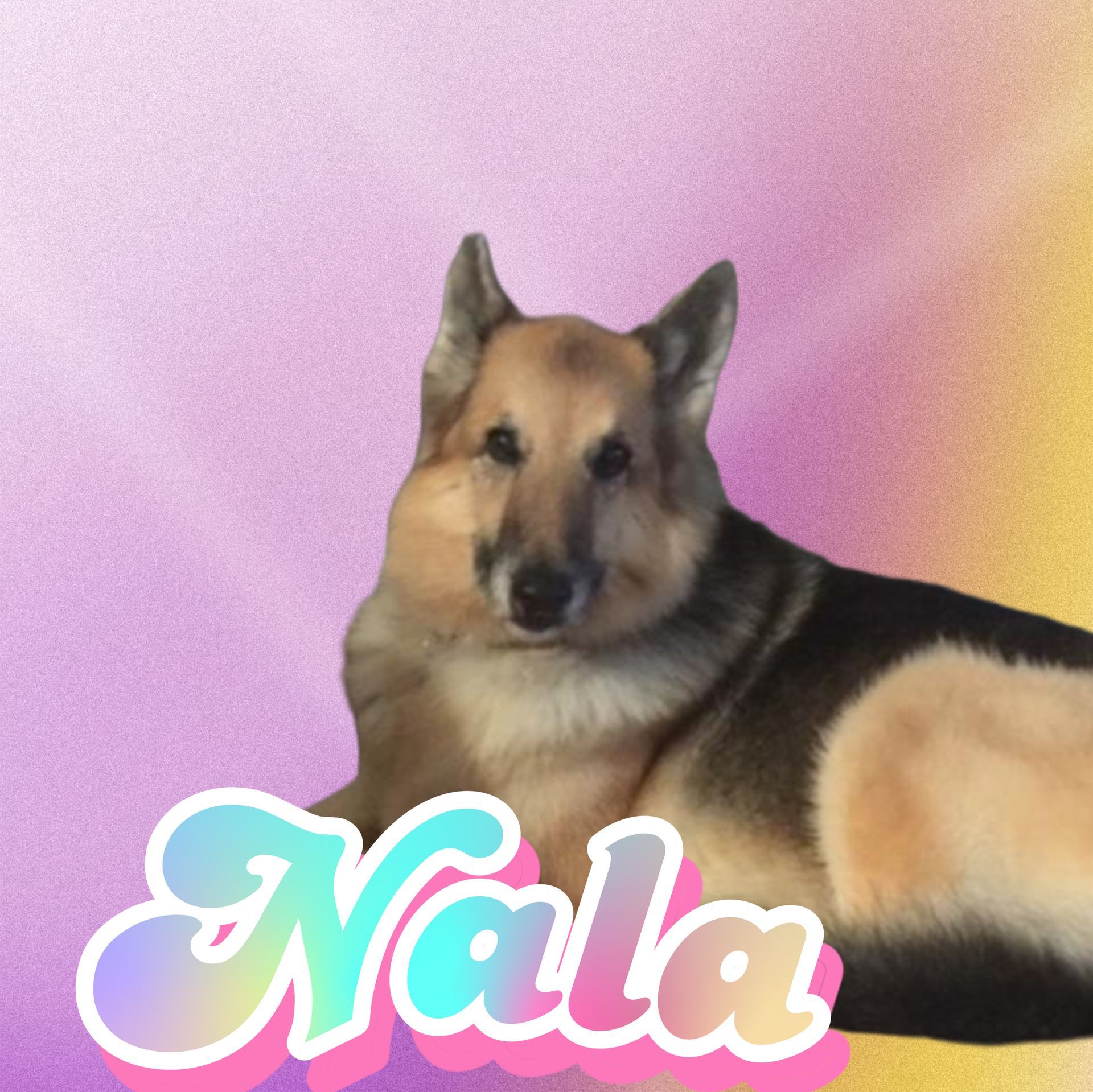 A dog with the name kala on it