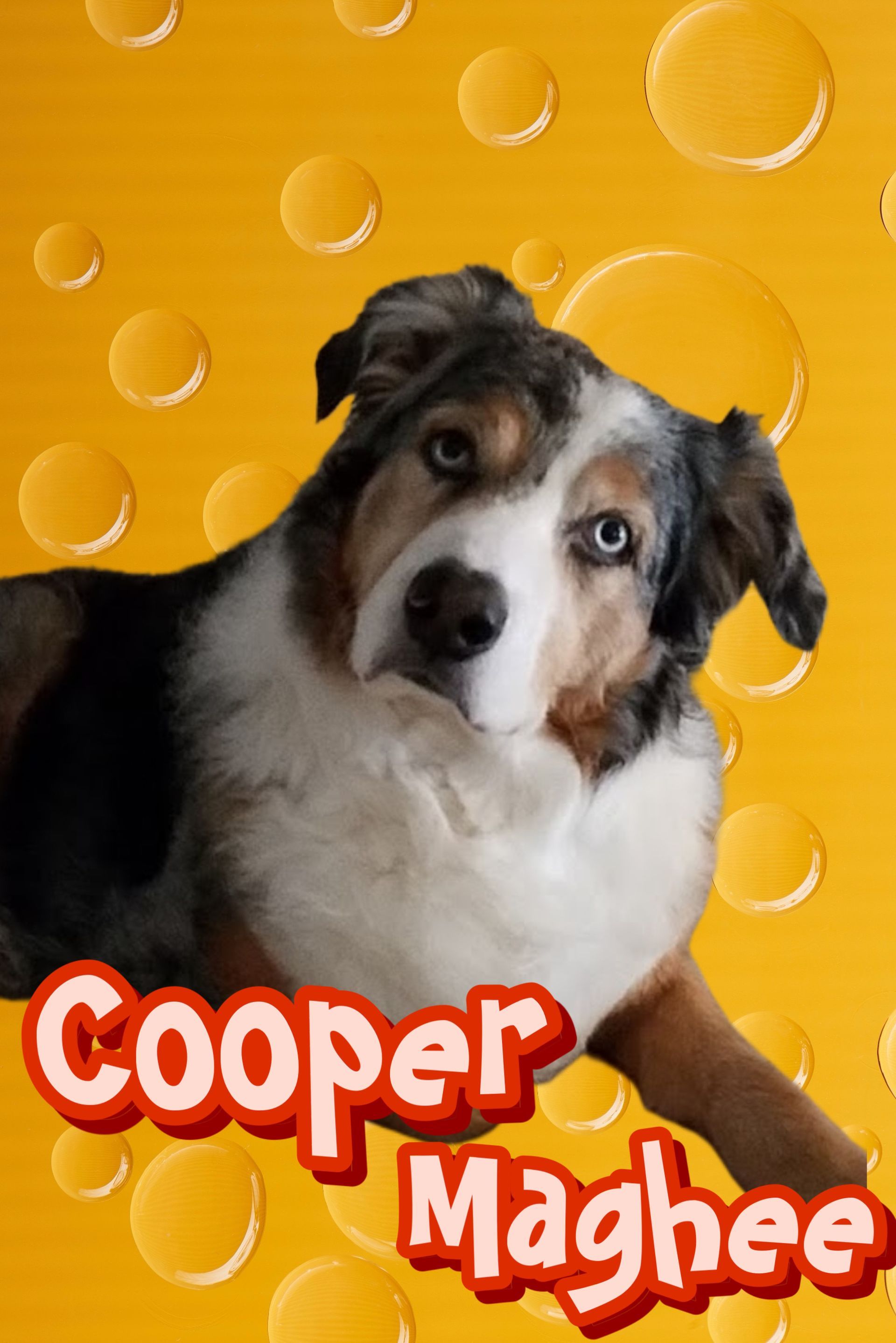A picture of a dog named cooper maghee