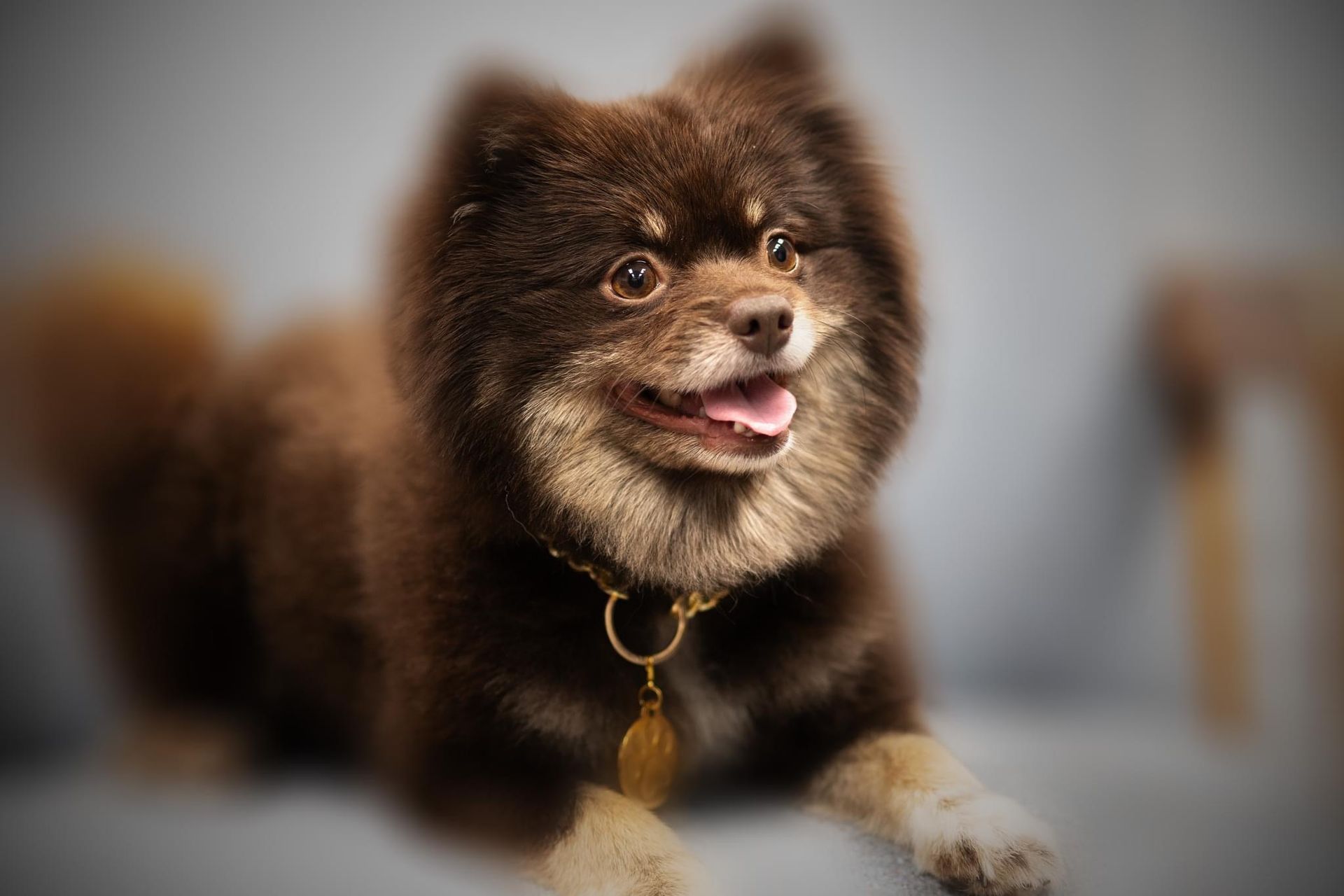 A pomeranian dog is laying down with its tongue out and wearing a collar.