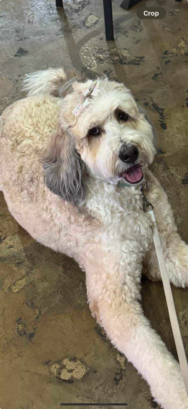 A small white dog is laying on the floor on a leash.
