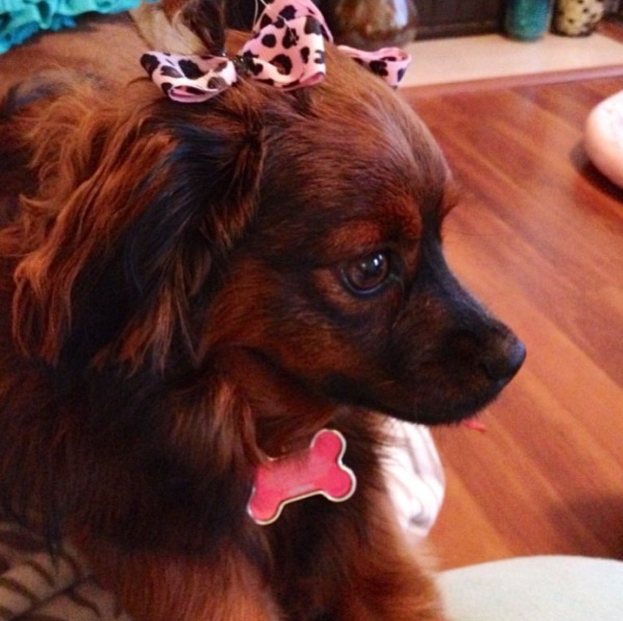 A brown dog with a pink bow on its head