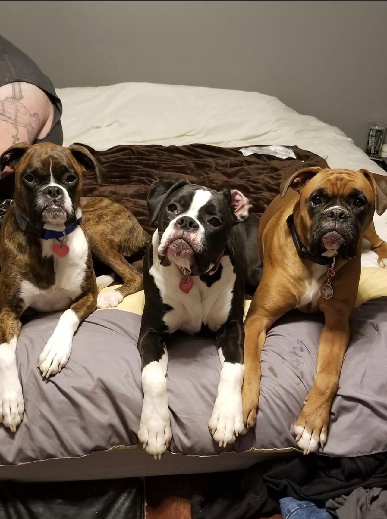Three boxer dogs are laying on a bed next to each other