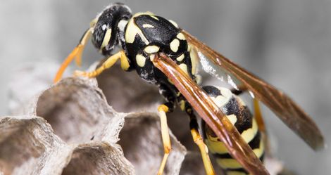 Wasp nest with pupae