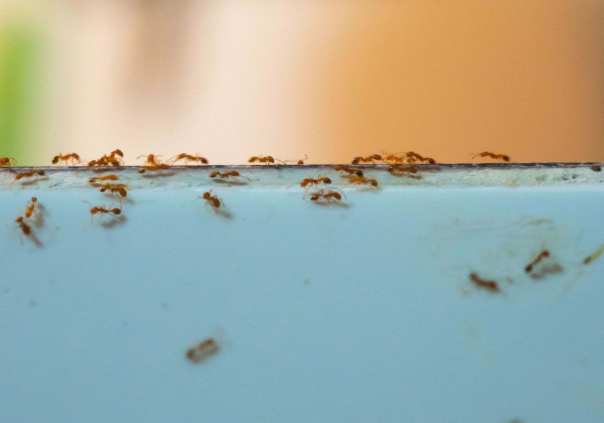 Ants lined up