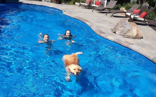 Three people and a dog are swimming in a swimming pool.