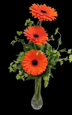 Three orange gerbera daisies in a crystal vase against a black background.