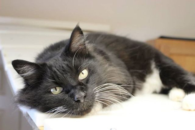 cat boarding manhattan