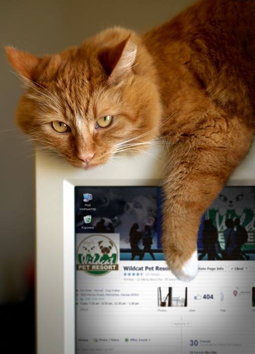 cat boarding manhattan