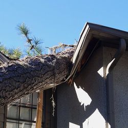 Storm damaged tree