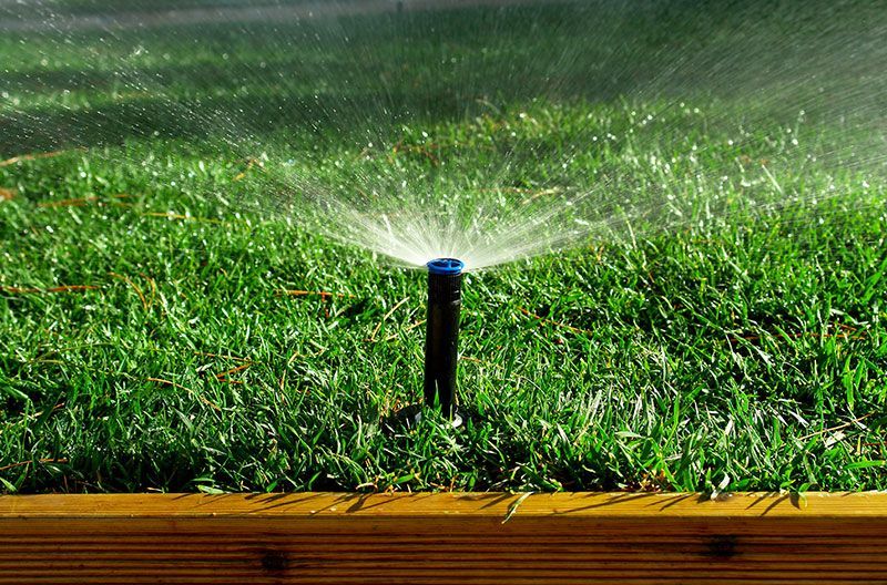 Sprinkler watering green grass in a lawn, with wooden border visible