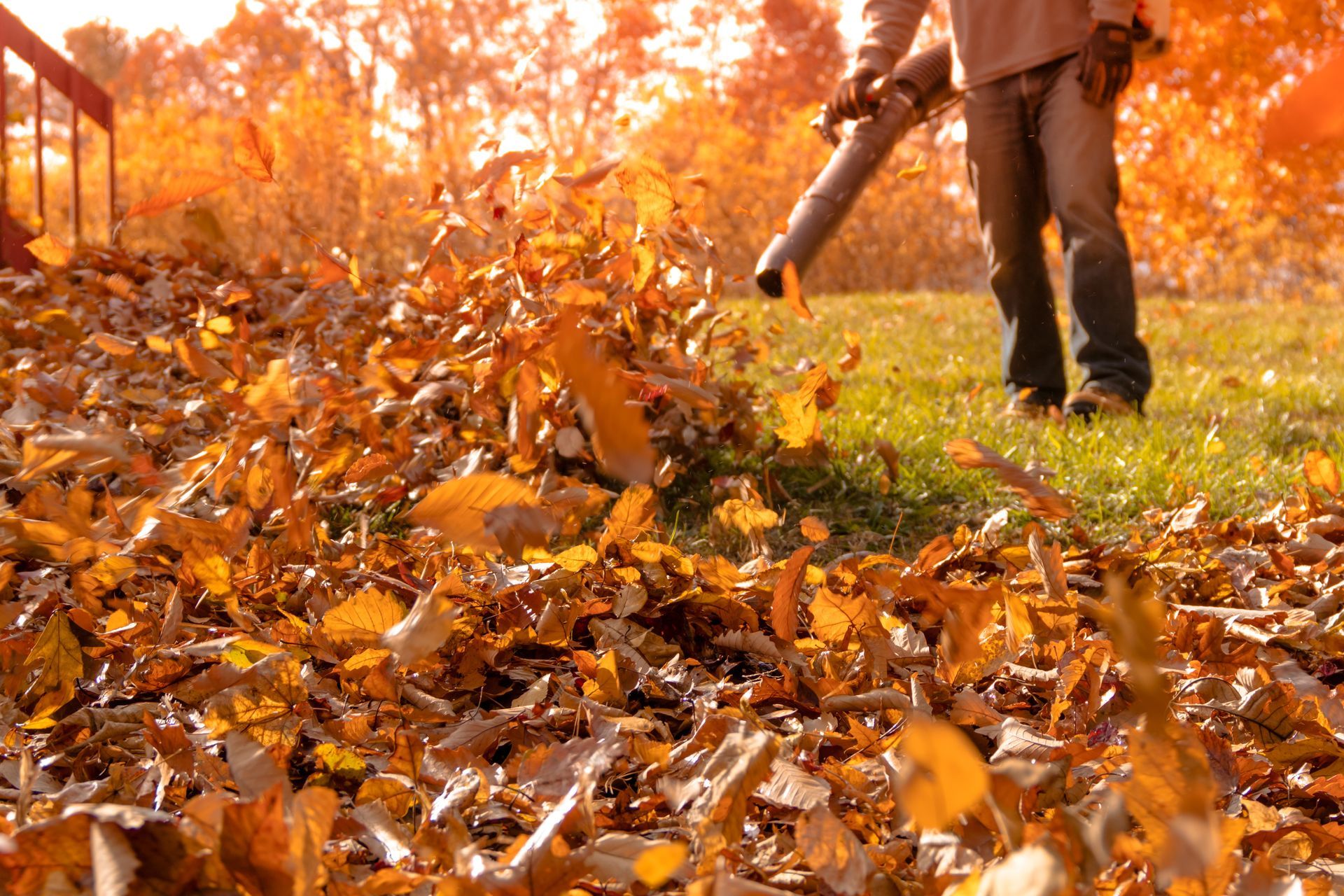 Person using a leaf blower, blowing fallen autumn leaves on a lawn.