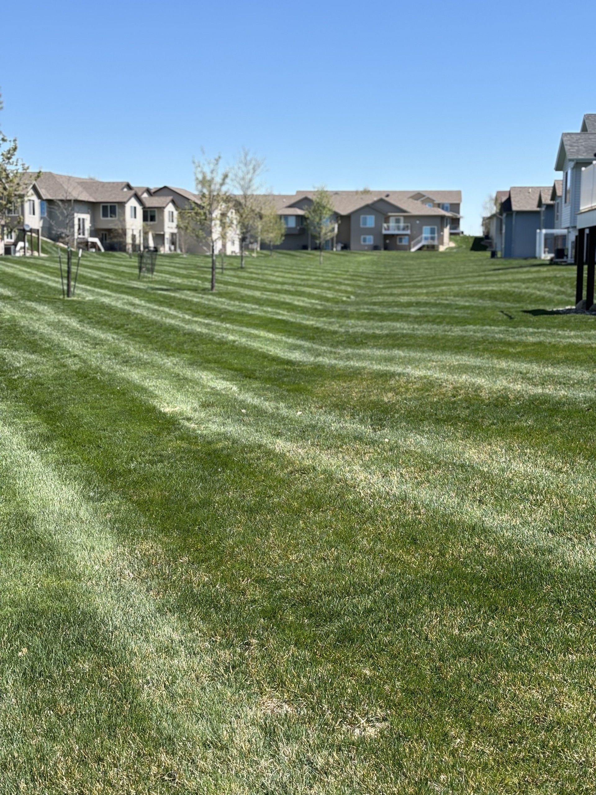 Lawn with fresh mowing stripes; houses in background