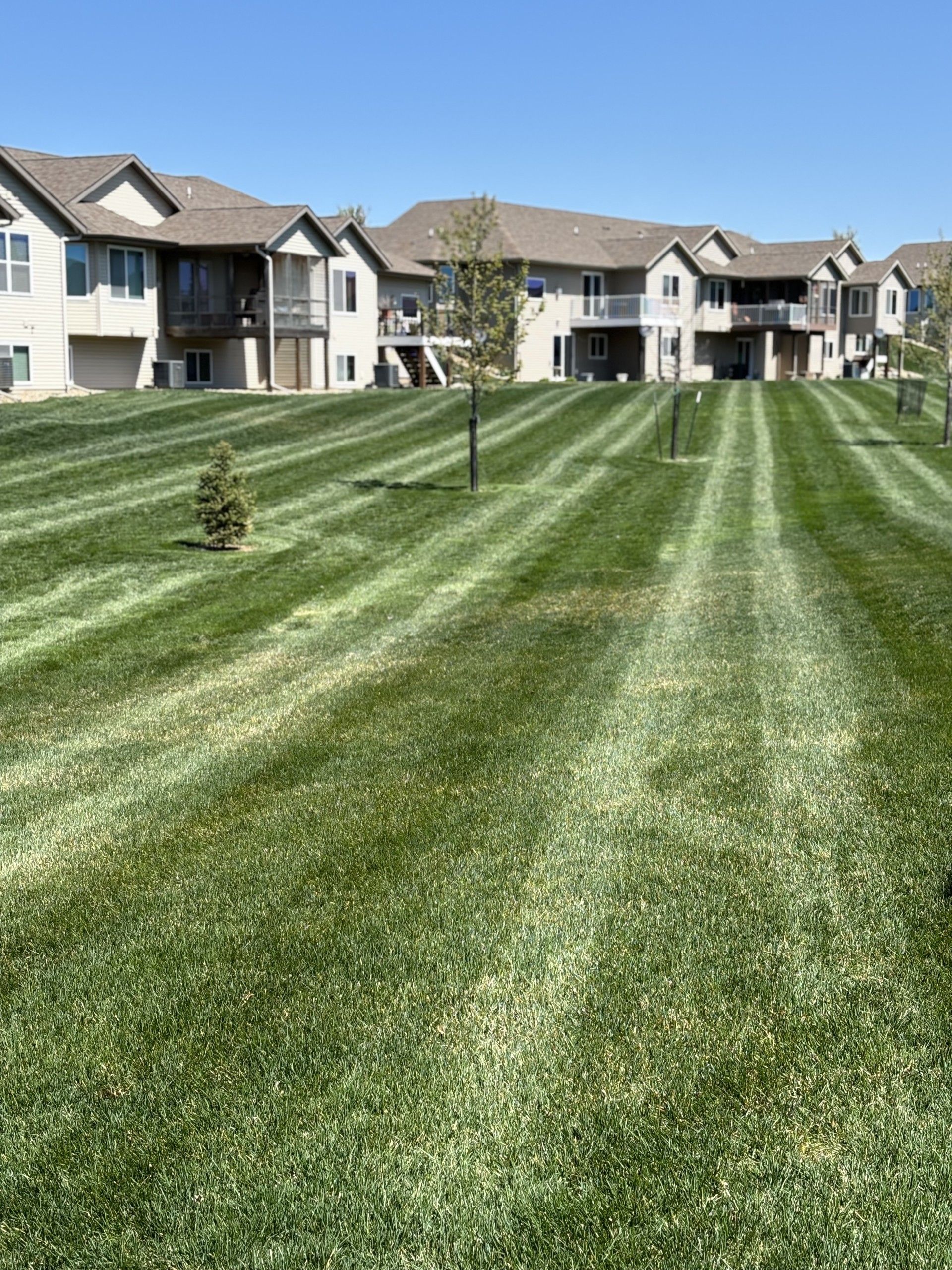 Lawn mowed in stripes, with townhomes in the background under a clear blue sky.