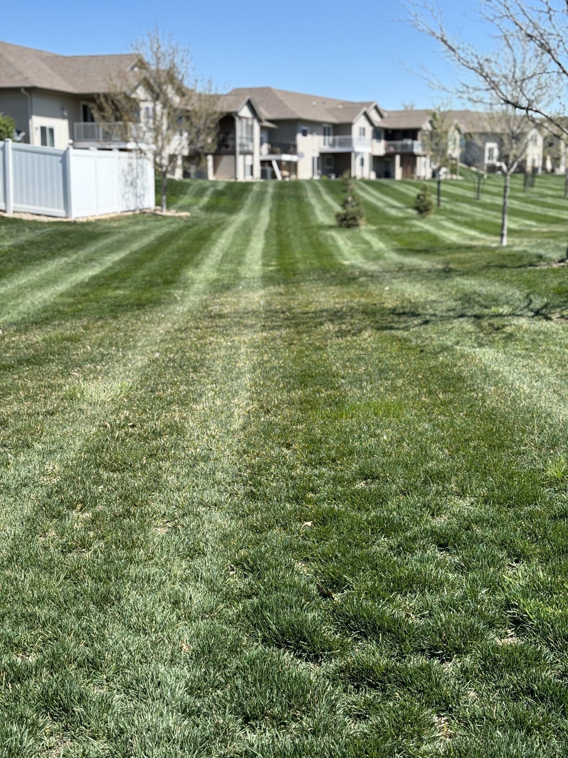 Lawn mowed in stripes with buildings in the background on a sunny day.