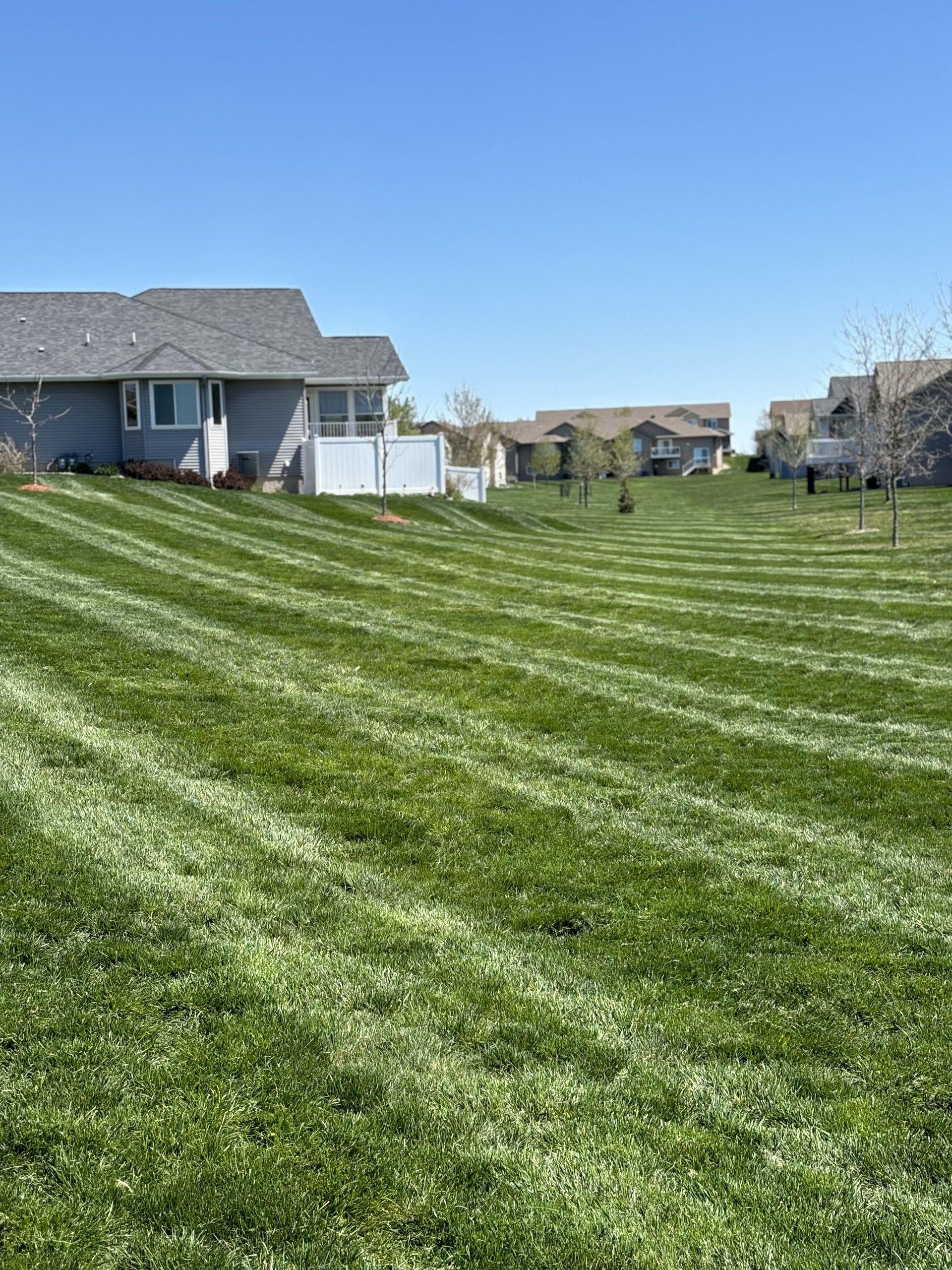 Green grass with mower stripes in front of houses under a clear blue sky.