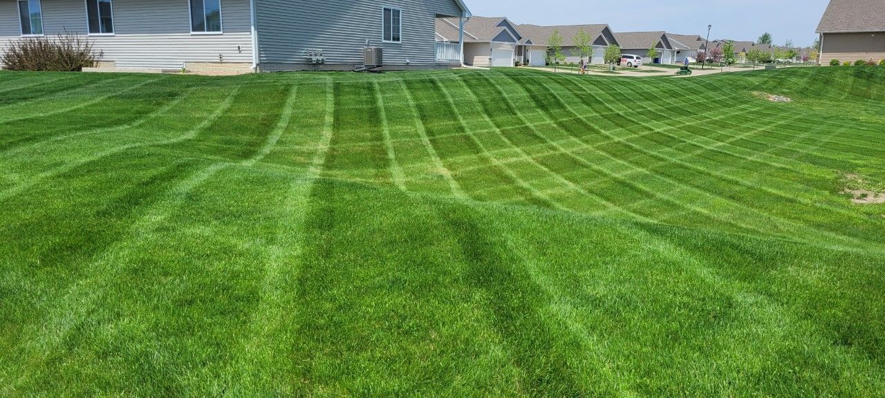 Lawn with stripes, mowed in a neighborhood. Green grass, houses in the background, blue sky.