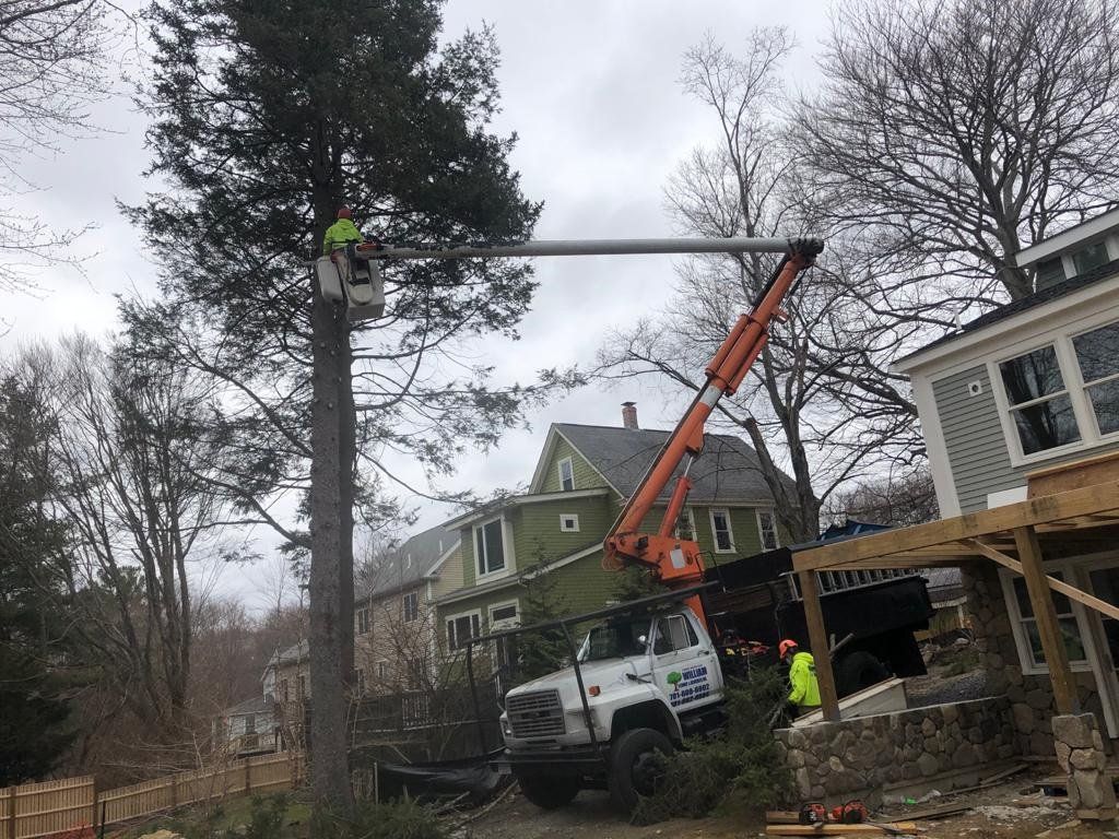 Tree Trimming