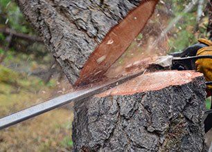 Tree Removal Services