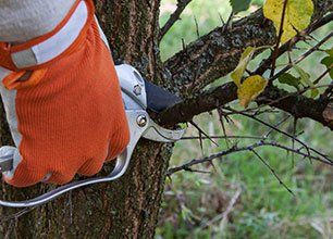 Tree Trimming Services