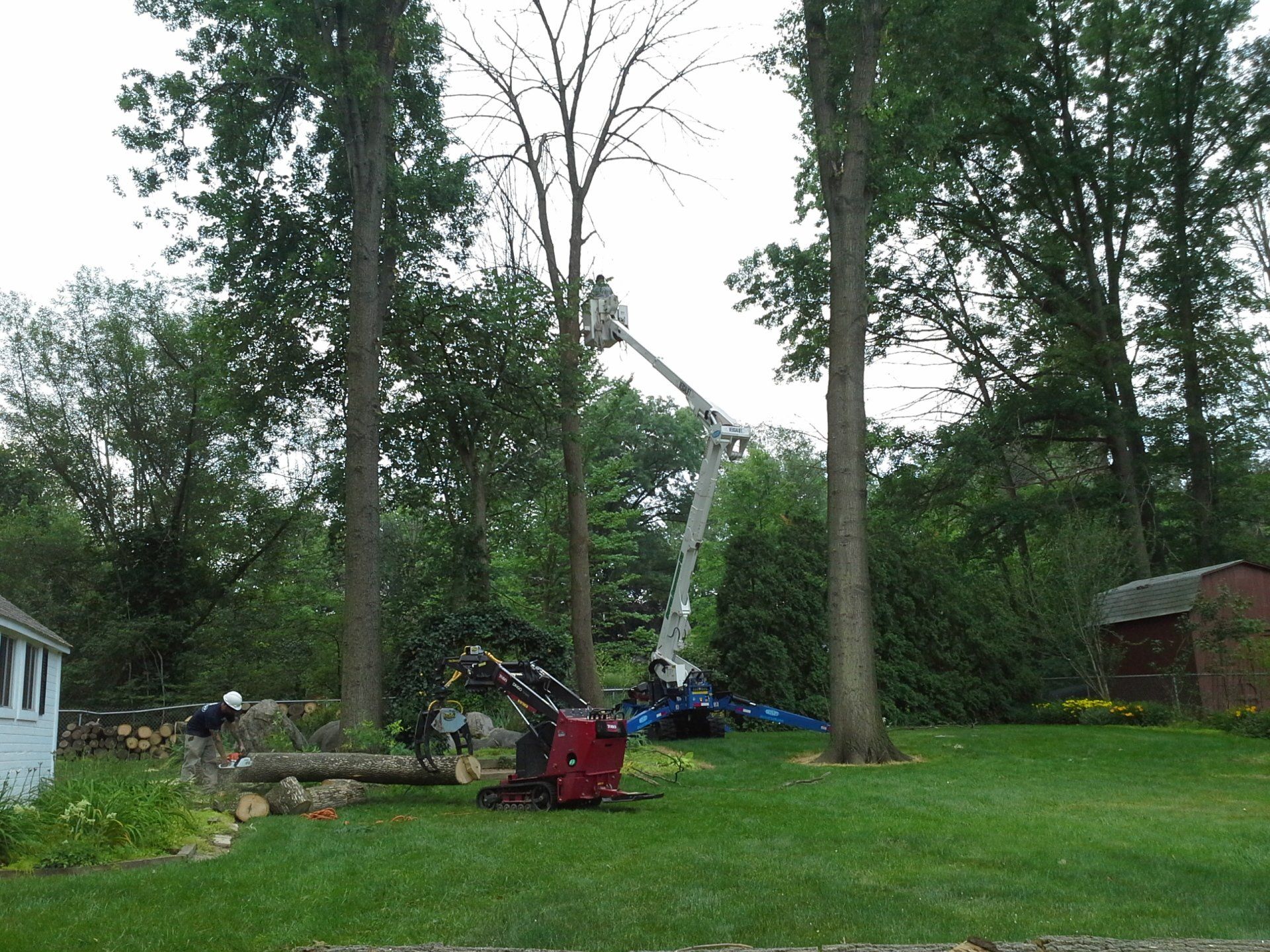 Tree Services