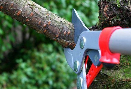 Tree Pruning