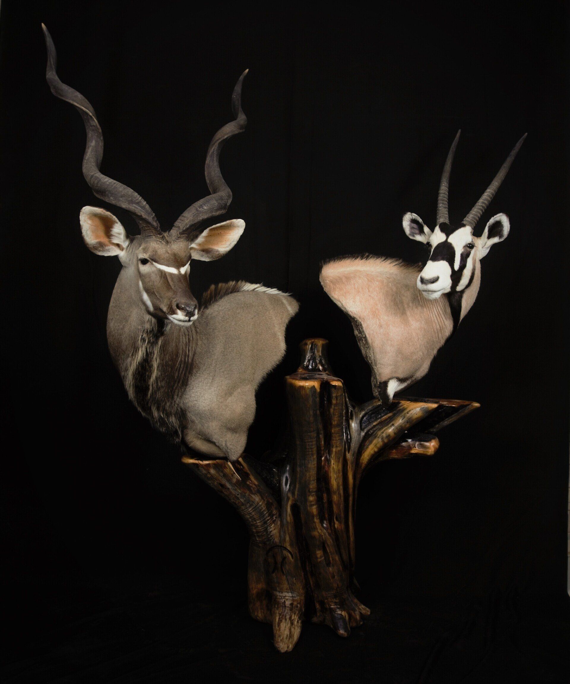 Judkins Custom Taxidermy Elk Gallery | Sandy, UT