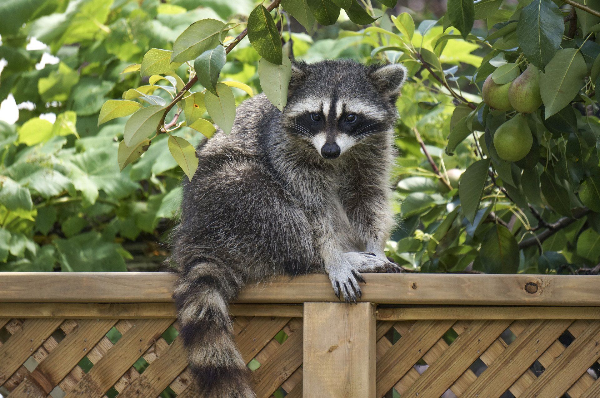 Racoon