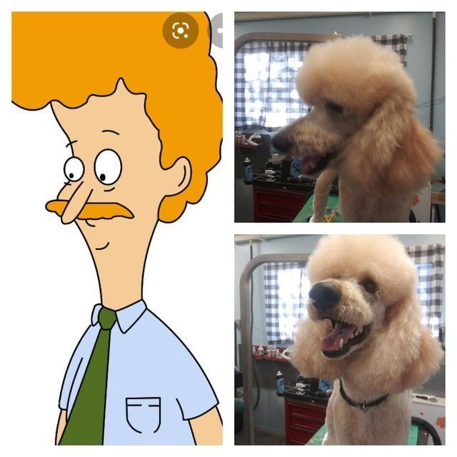 Dog's haircut before and after