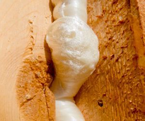 White mushroom growth on an orange-brown wooden surface