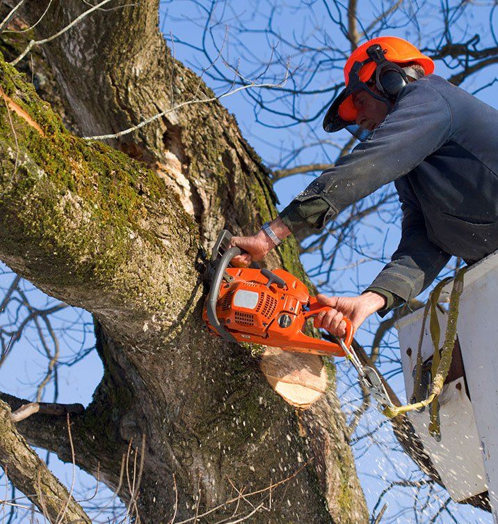 Tree trimming