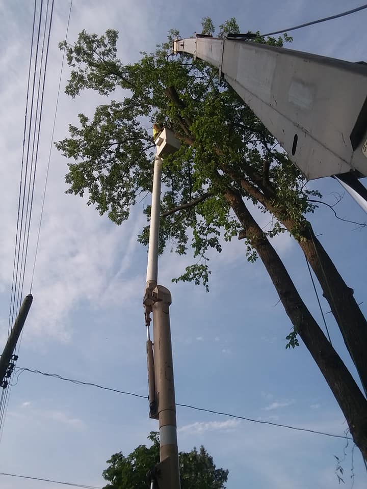 Tree services