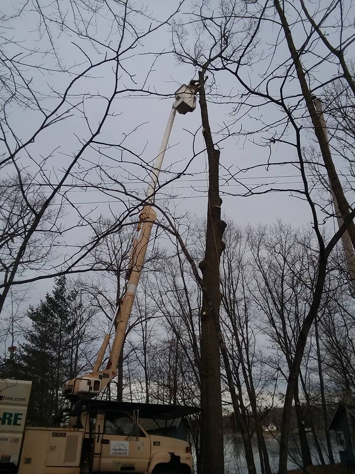 Tree services