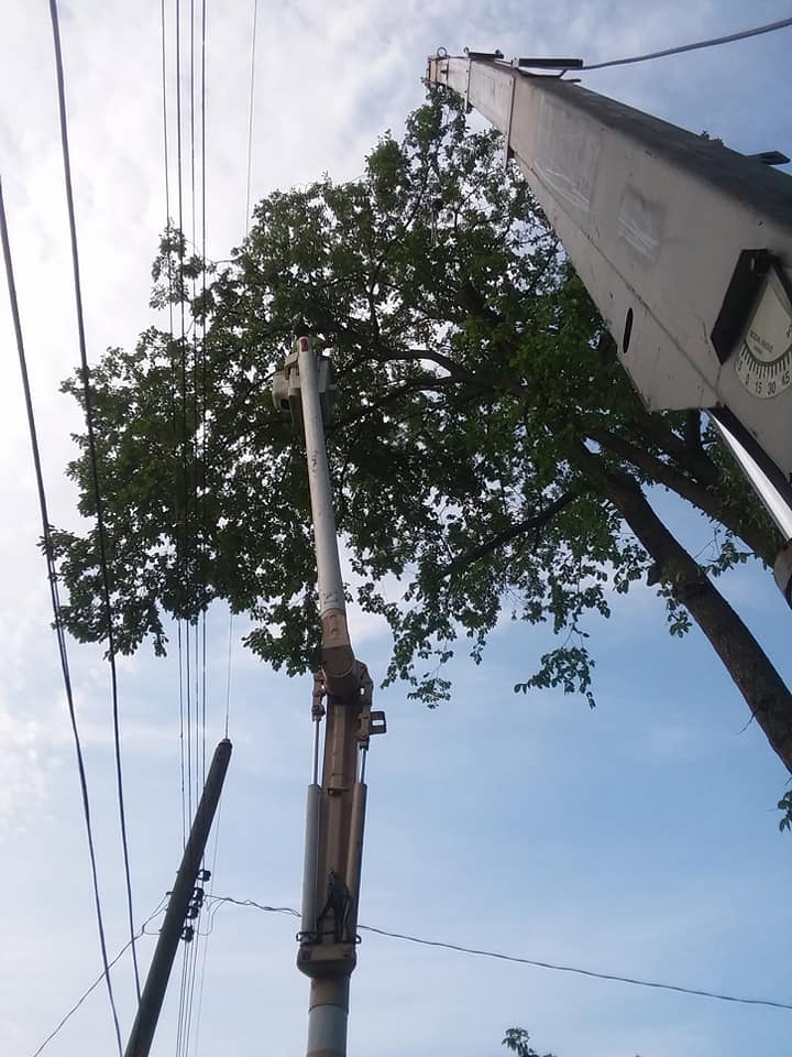 Tree services