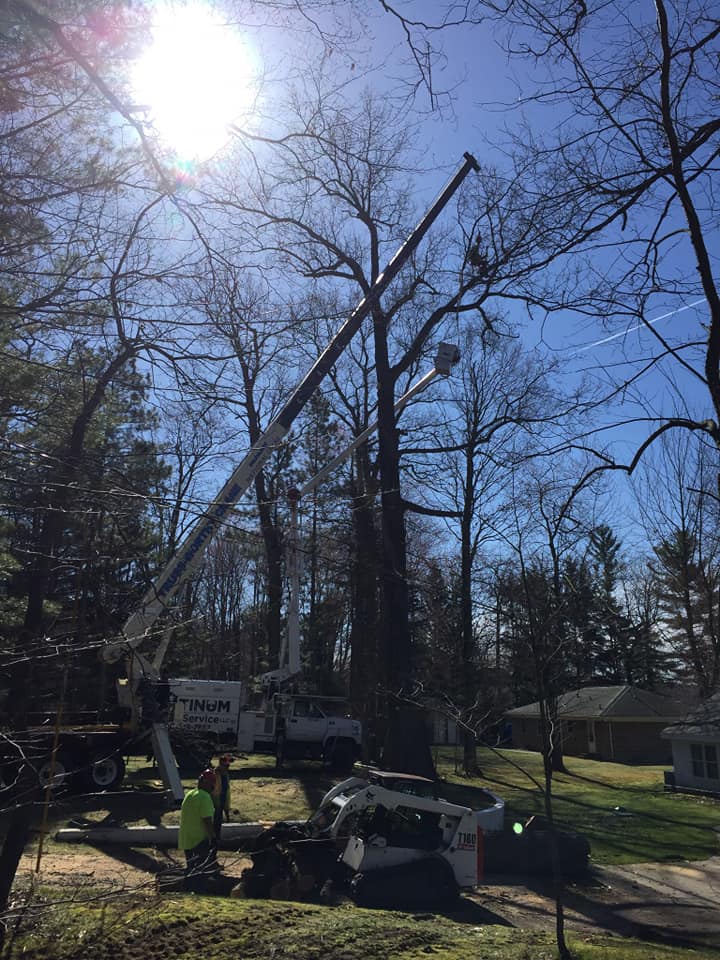 Tree services
