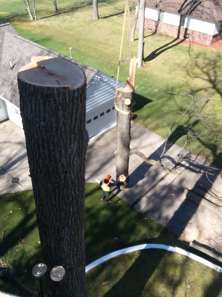 Tree services
