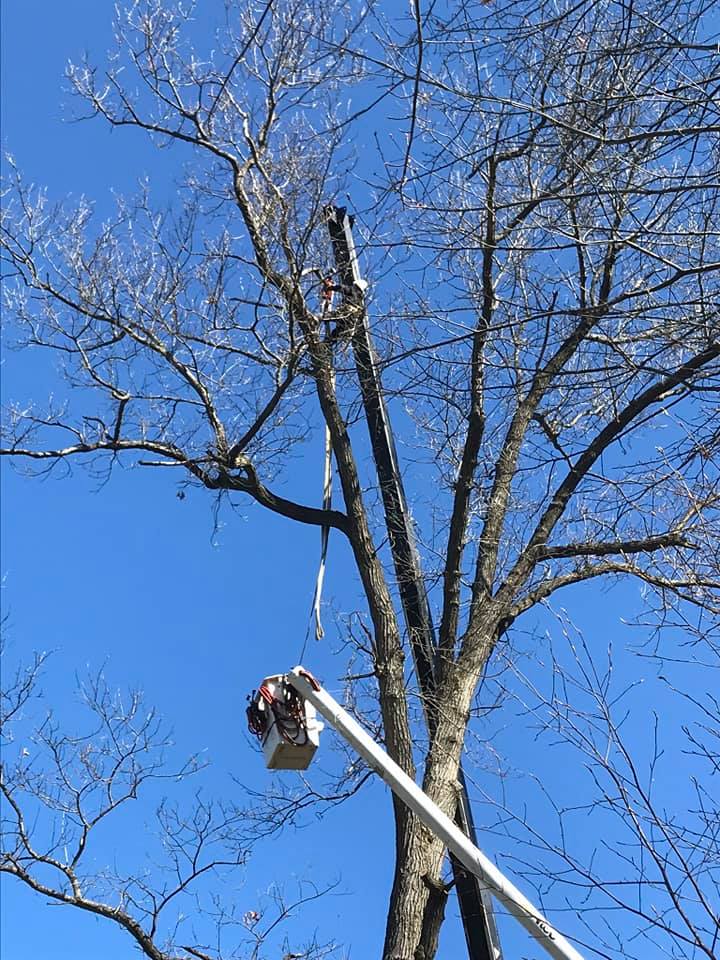 Tree services